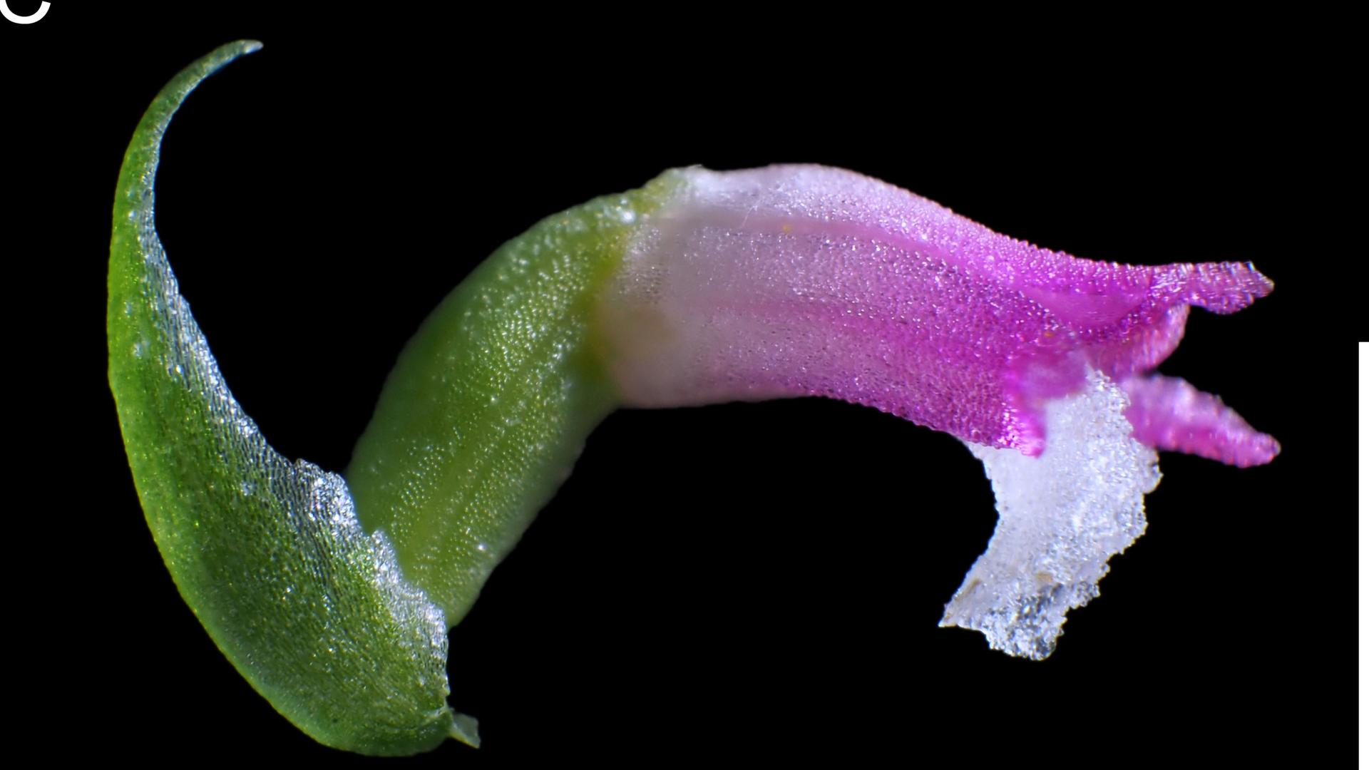 Das Bild zeigt die Orchideen-Art "Spiranthes hachijoensis" und wurde in einem japanischem Privatgarten neu entdeckt.