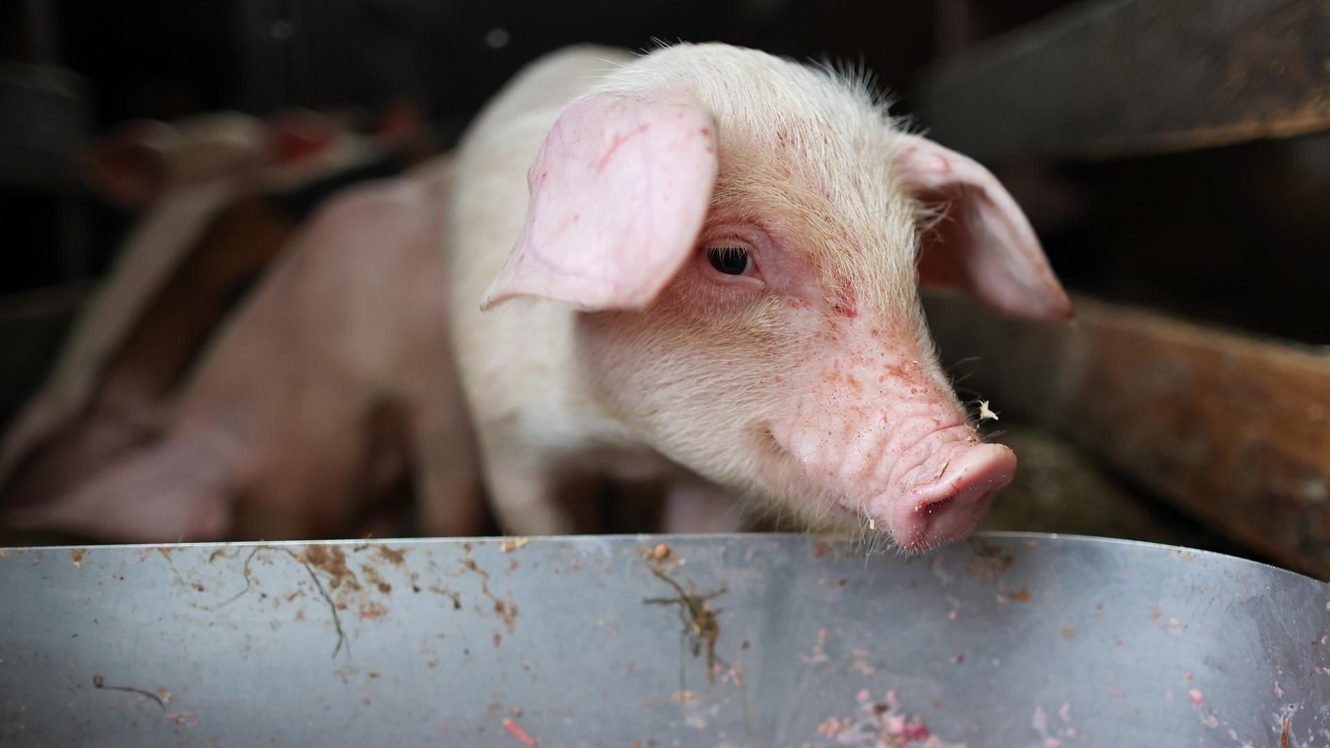 Ein Ferkel lugt über einen Futtertrog.