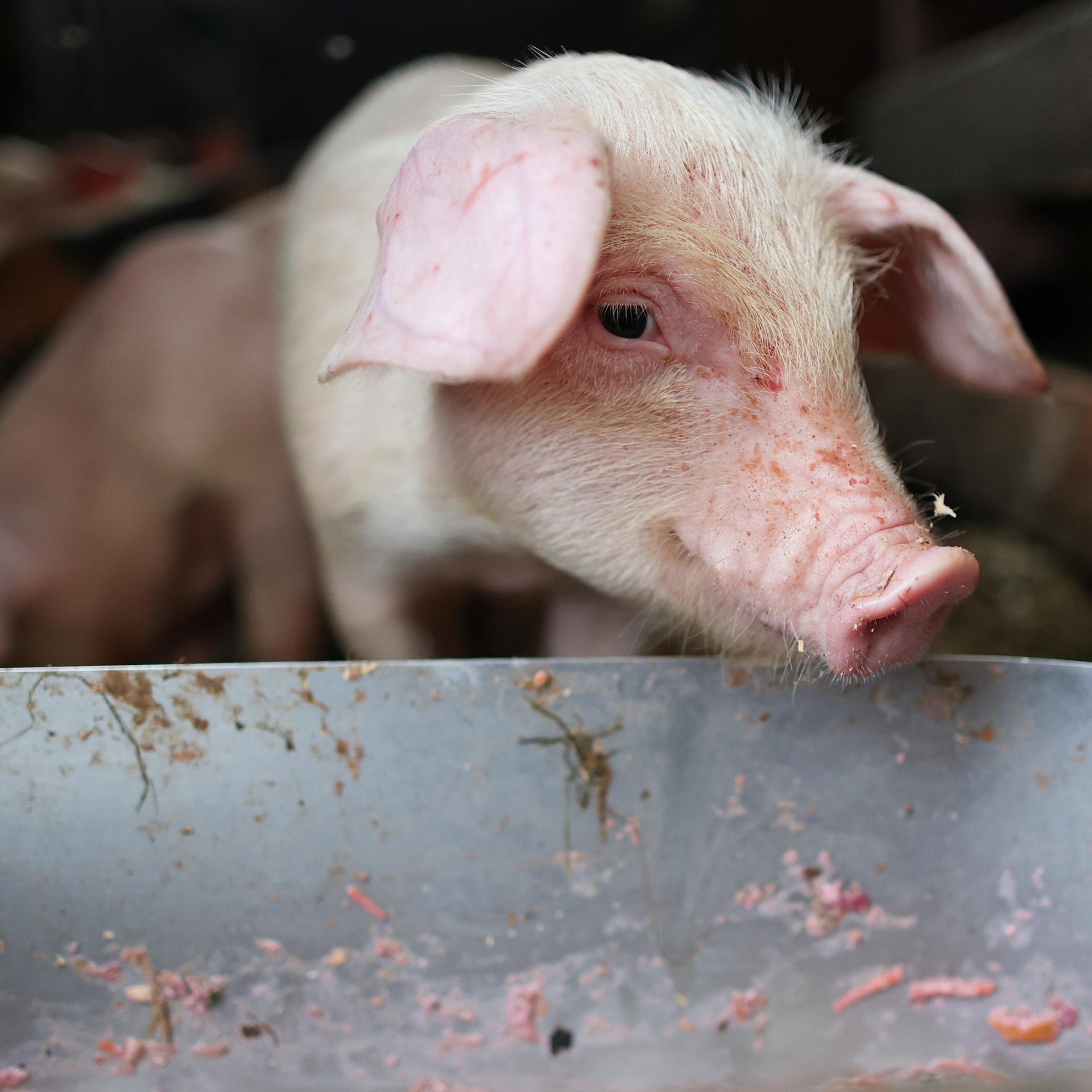 Resistente Ferkel: Genomedierte Zuchttiere sind immun gegen Schweinepest