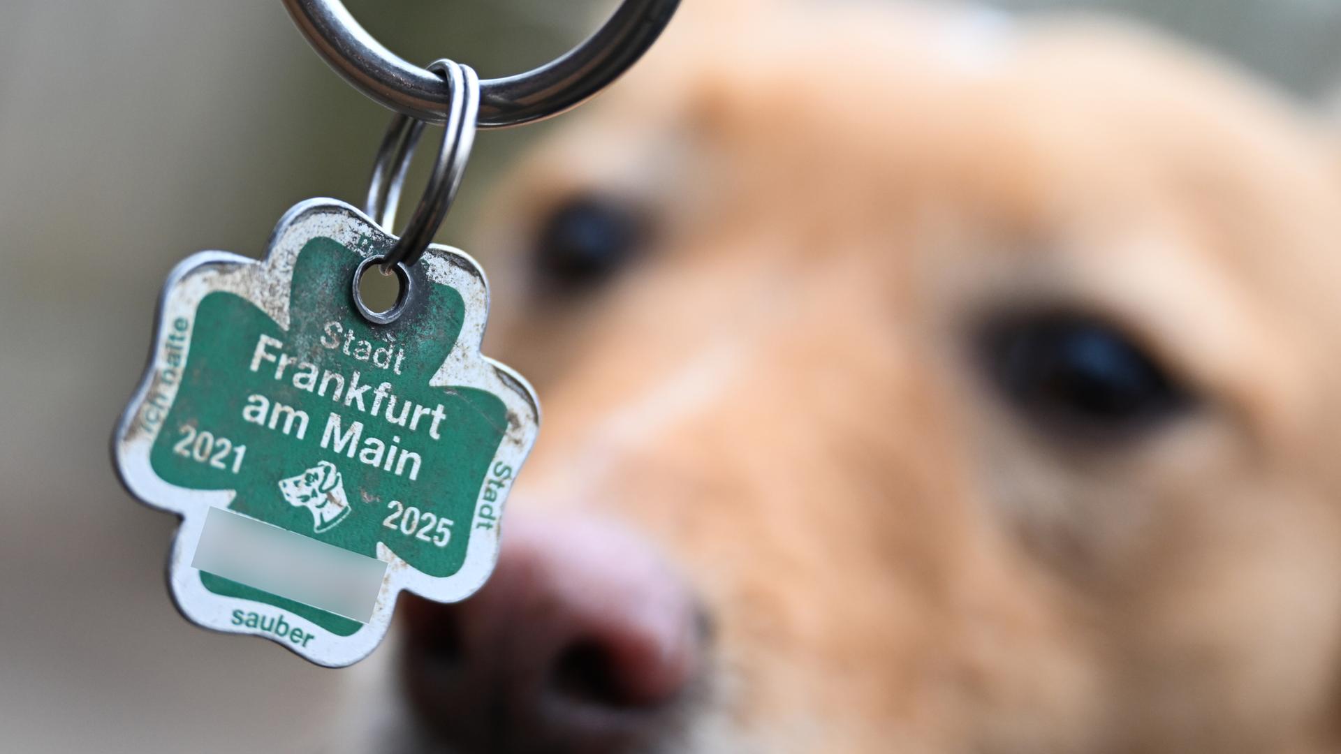 Eine Hundesteuermarke der Stadt Frankfurt in Kleeform ist im Vordergrund. Im hinteren Bereich verschwommen ist ein Hund.