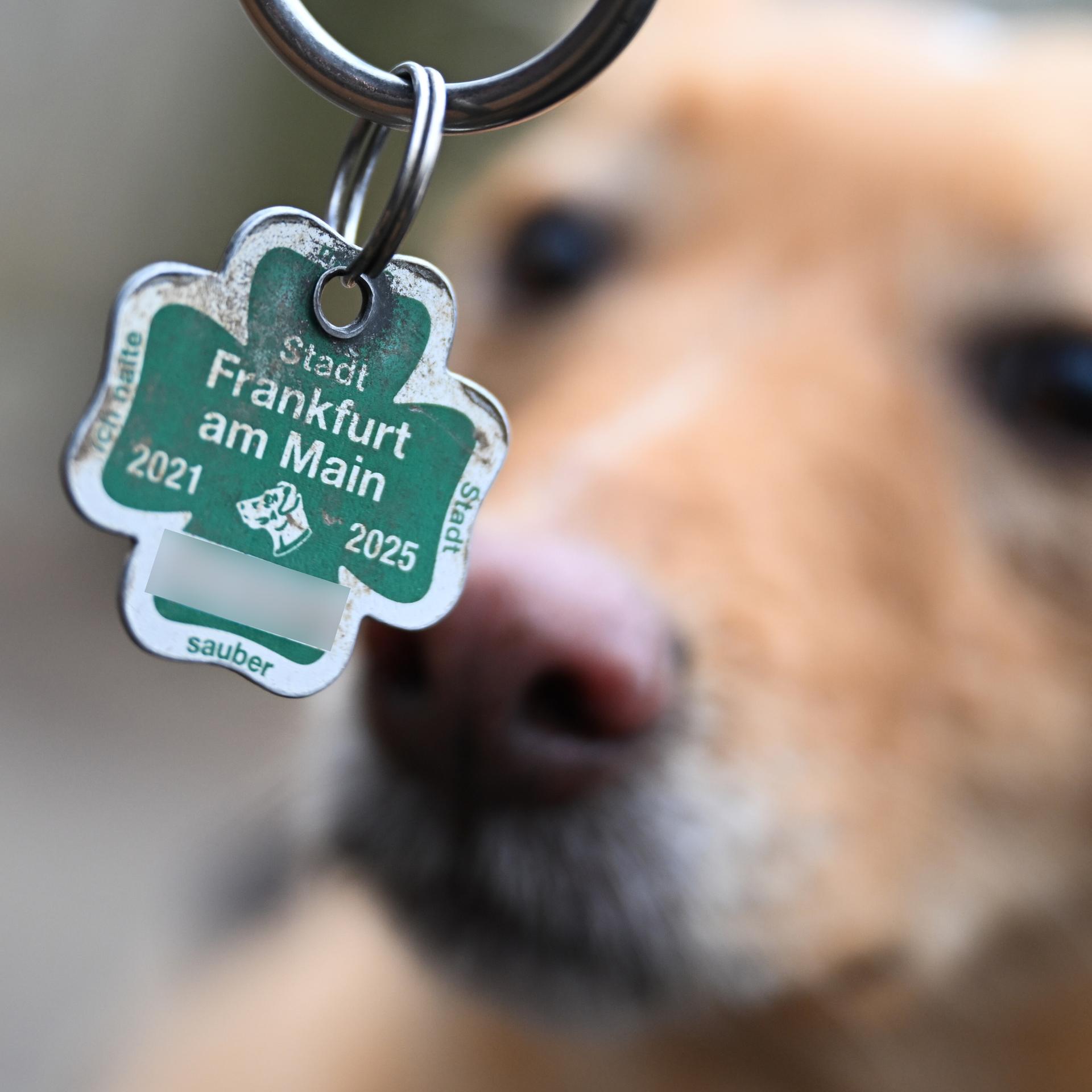 Eine Hundesteuermarke der Stadt Frankfurt in Kleeform ist im Vordergrund. Im hinteren Bereich verschwommen ist ein Hund.
