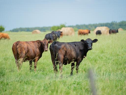 Kühe weiden auf einer Wiese in Argentinien.