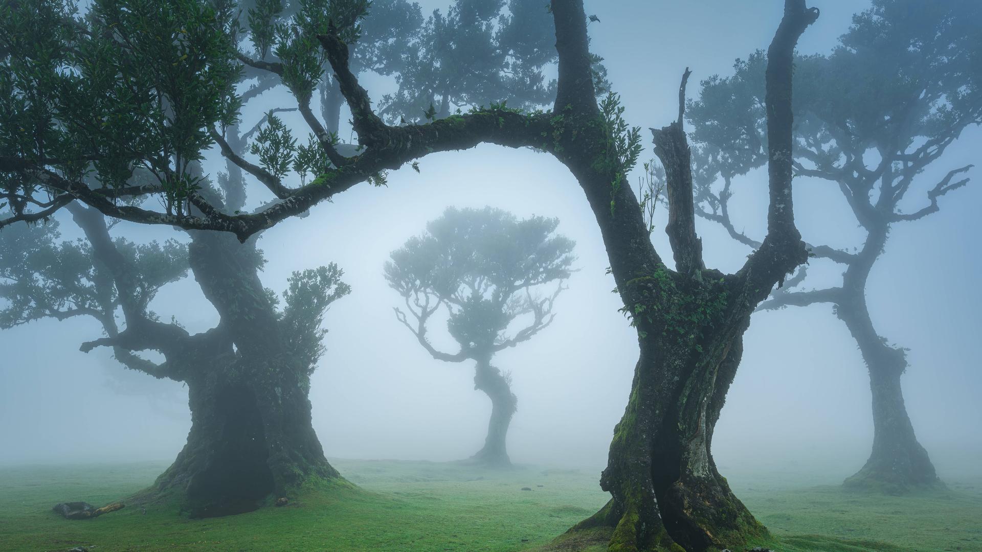 Blick auf einzelne Bäume des Lorbeerwaldes auf Madeira, die im Nebel stehen.