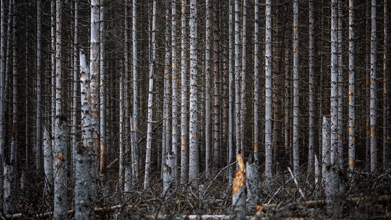 Große, vom Waldsterben betroffene, abgestorbene Waldflächen. Vor allem Fichten sind durch Umweltveränderungen abgestorben.