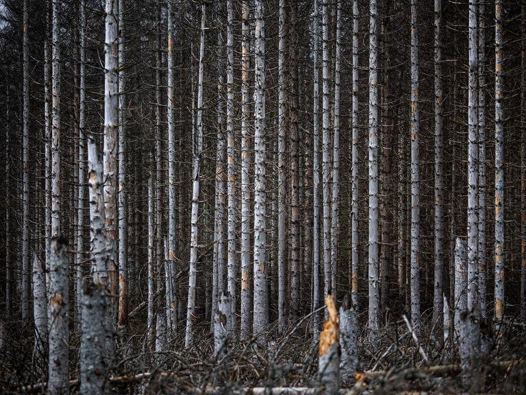 Große, vom Waldsterben betroffene, abgestorbene Waldflächen. Vor allem Fichten sind durch Umweltveränderungen abgestorben.