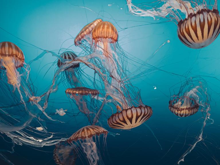 Mehrere Quallen treiben im Wasser.