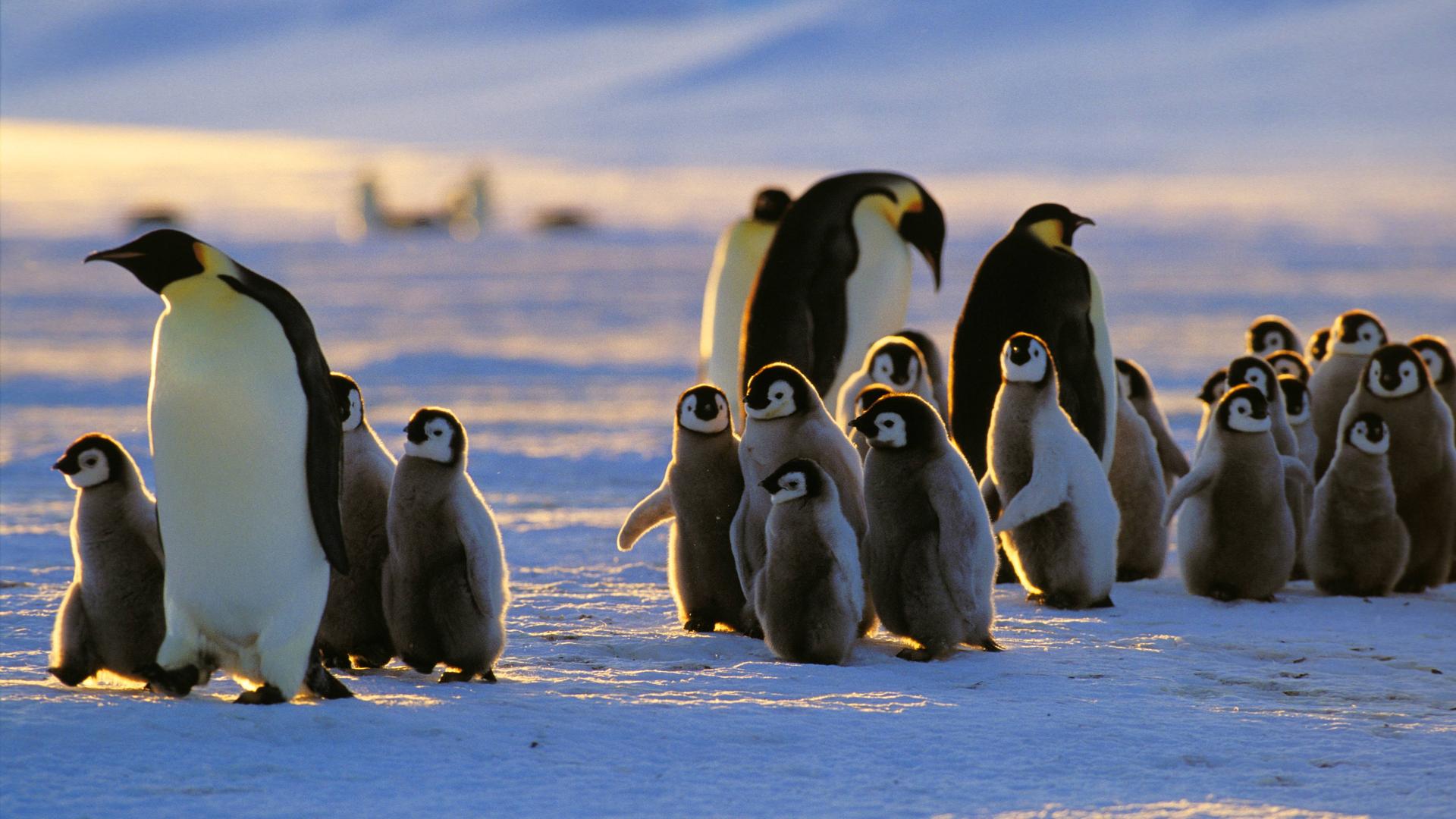 Kaiser-Pinguin, Kolonie mit Kueken, Antarktis Emperor penguin (Aptenodytes forsteri), 