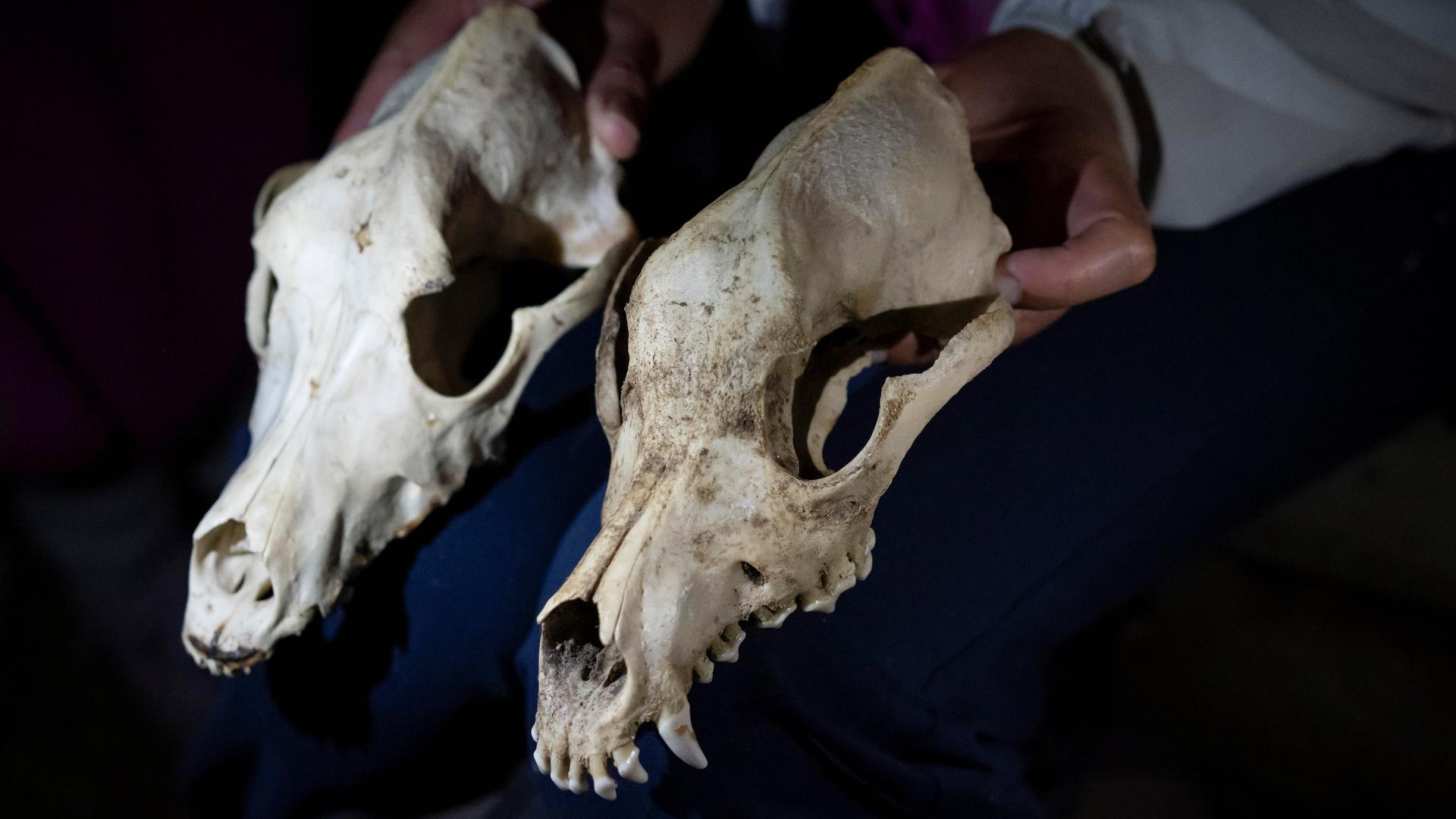 Zwei Schädel werden nebeneinander gehalten - einer stammt vom Hund, der andere vom Wolf.