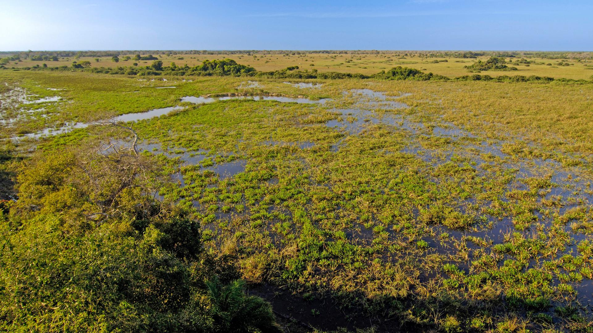 Landschaft am frühen Morgen am Pantanal, Brasilien Landschaft am frühen Morgen am Pantanal, Brasilien