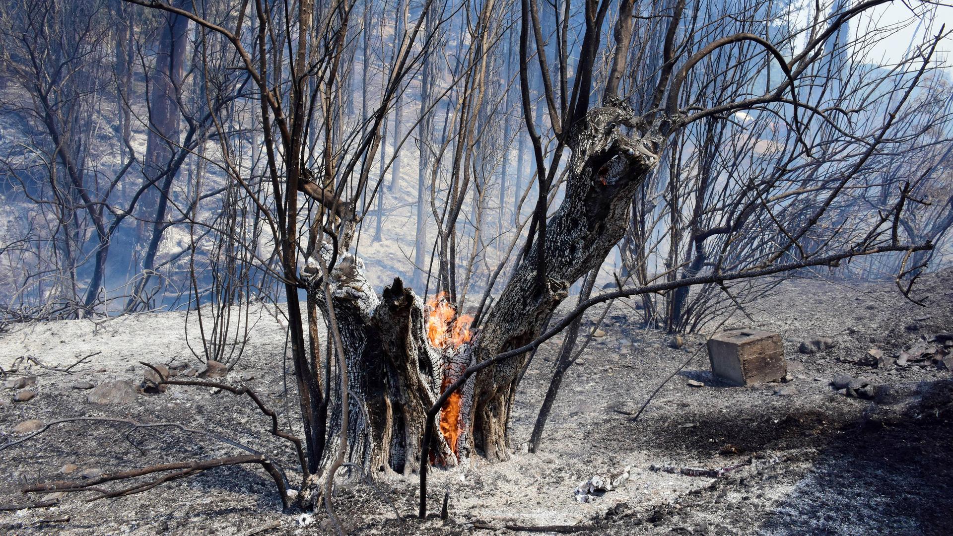 Ein verkohlter Baum mit glühender Wurzel bei einem Waldbrand im Akova-Gebiet in Argos, Griechenland, 2023.