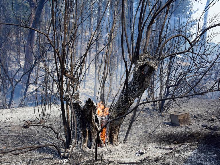 Ein verkohlter Baum mit glühender Wurzel bei einem Waldbrand im Akova-Gebiet in Argos, Griechenland, 2023.