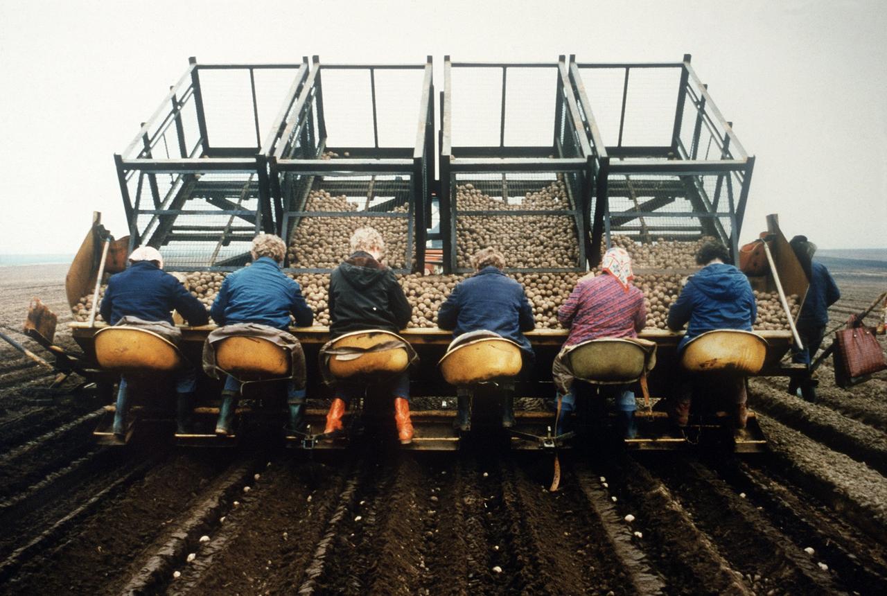 Mitarbeiter der Landwirtschaftlichen Produktionsgenossenchaft (LPG) Süstorf (Bezirk Schwerin) legen am 20. April 1987 mit einer Handpflanzmaschine vorgekeimte Kartoffeln in die Erde.