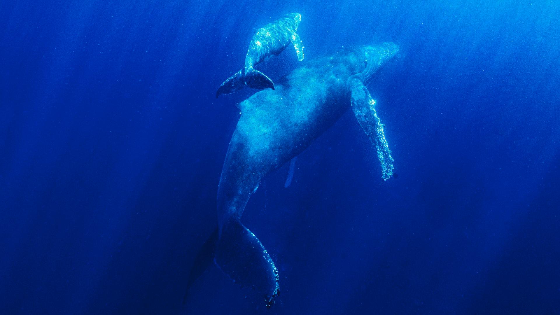 Mutter und Kind: Zwei Wale schwimmen in der Tiefsee.