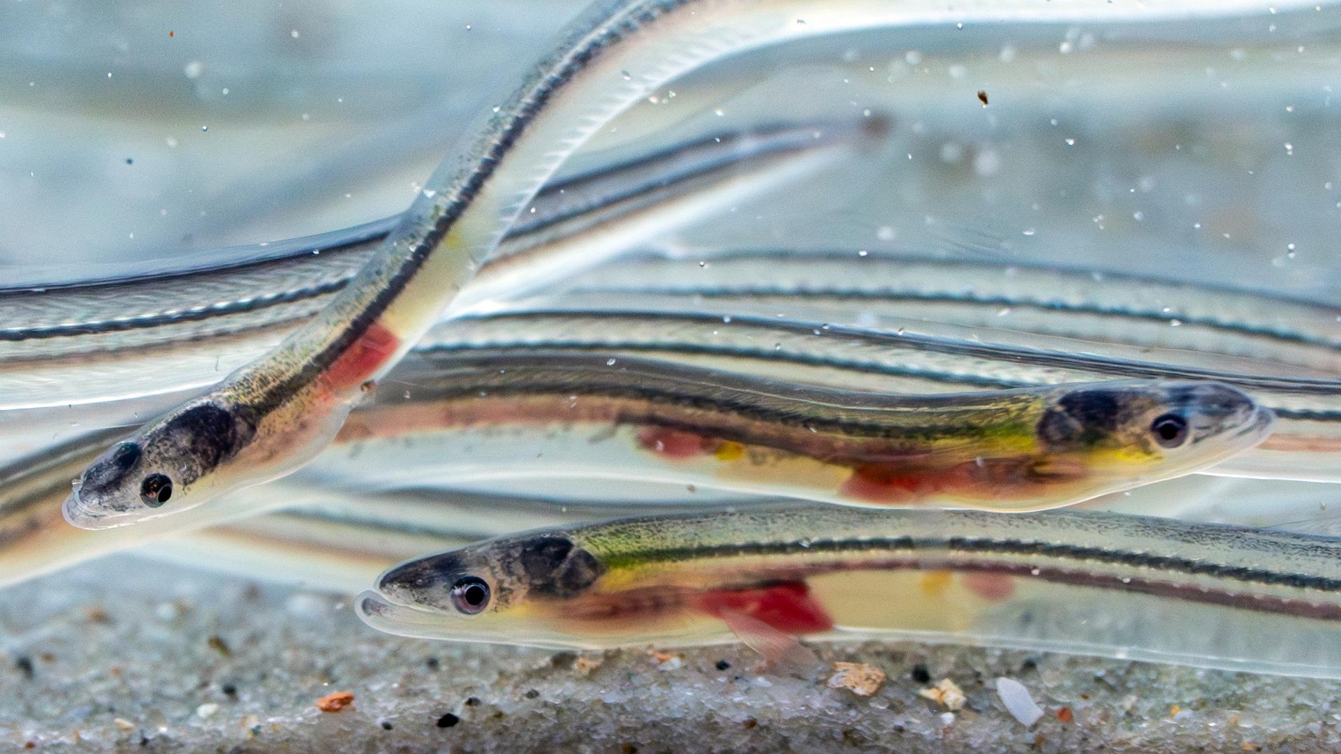 Berlin: Glasaale schwimmen zu Anschauungszwecken vor dem Aussetzen in die Havel in einem kleinen Aquarium.