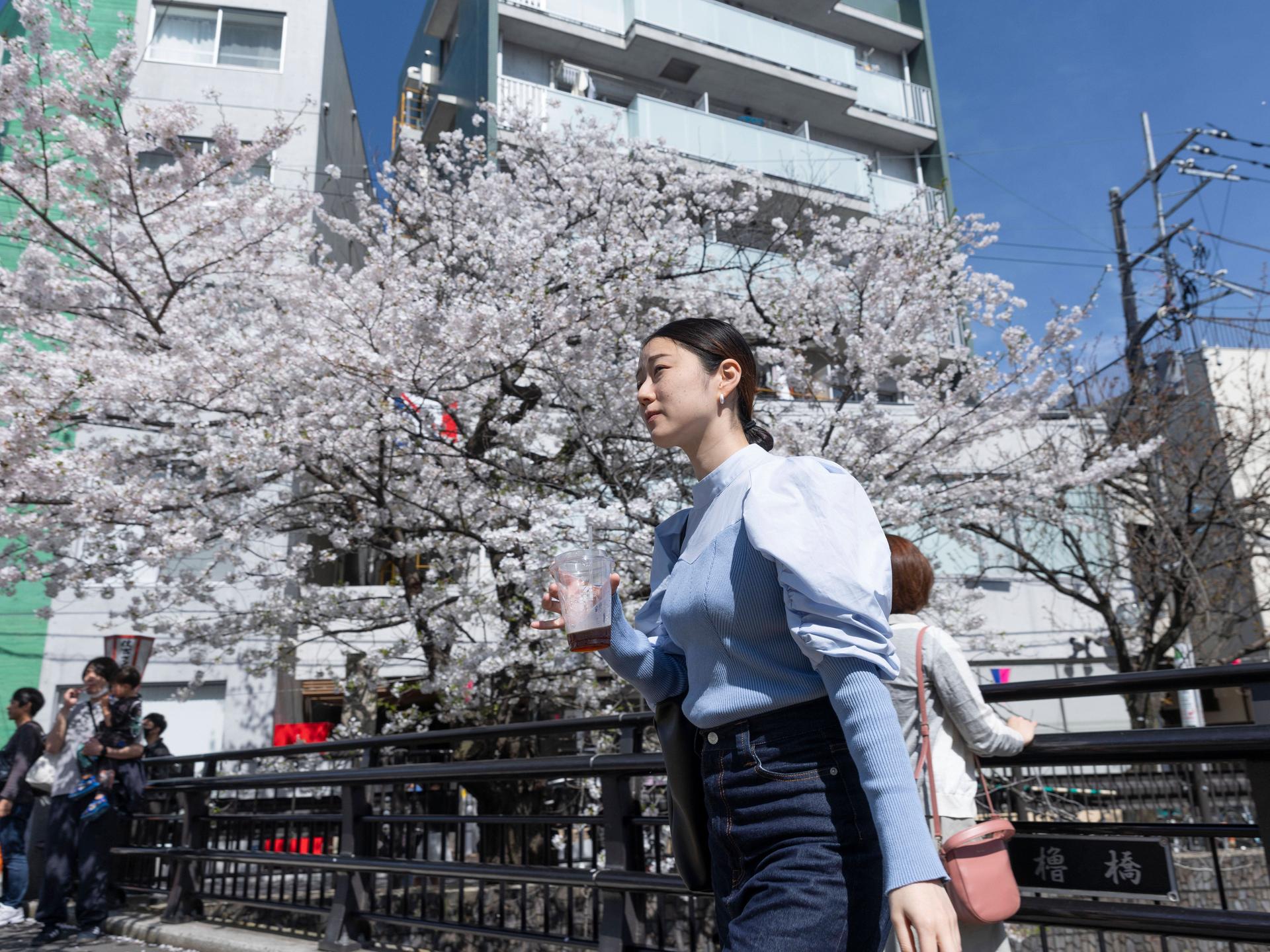 Kirschblüten in Kawasaki, Japan: Eine Frau wartet auf das grüne Licht an einem Zebrastreifen in der Nähe der blühenden Sakura - 07 Apr 2024