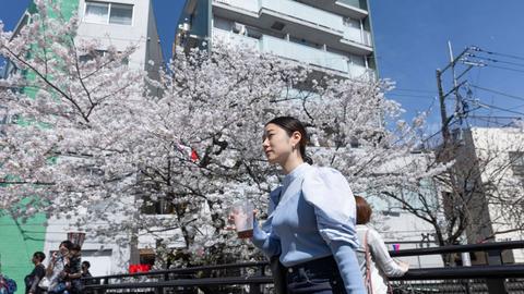 Kirschblüten in Kawasaki, Japan: Eine Frau wartet auf das grüne Licht an einem Zebrastreifen in der Nähe der blühenden Sakura - 07 Apr 2024
