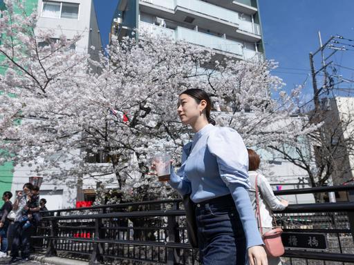 Kirschblüten in Kawasaki, Japan: Eine Frau wartet auf das grüne Licht an einem Zebrastreifen in der Nähe der blühenden Sakura - 07 Apr 2024