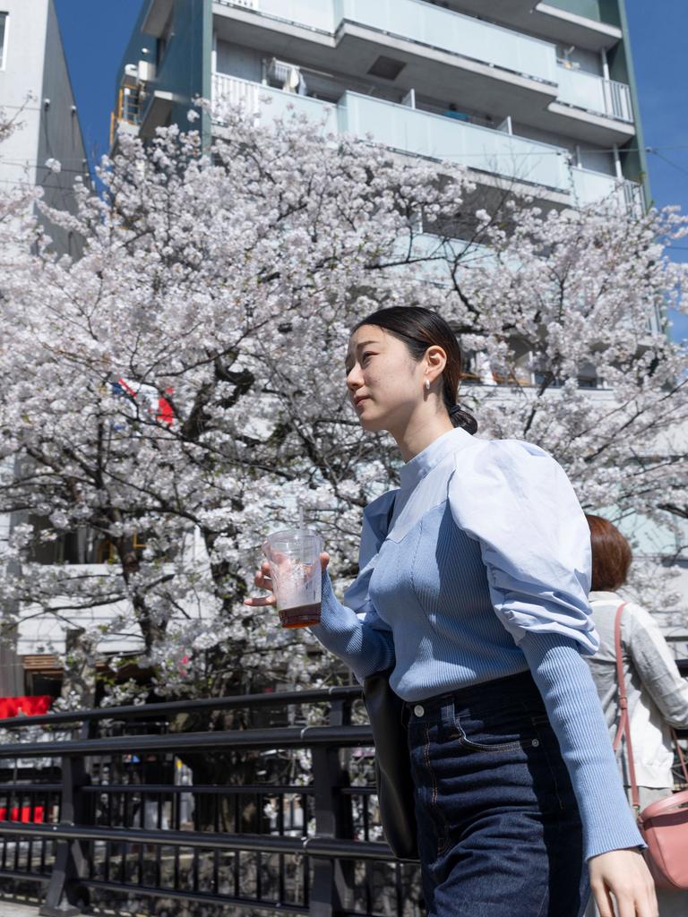 Kirschblüten in Kawasaki, Japan: Eine Frau wartet auf das grüne Licht an einem Zebrastreifen in der Nähe der blühenden Sakura - 07 Apr 2024