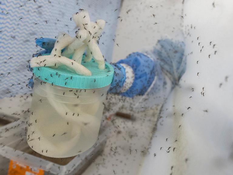 Zahlreiche mit Wolbachia-Bakterien modifizierte Gelbfiebermücken (Aedes Aegypti) fliegen in einem Insektenkäfig. 