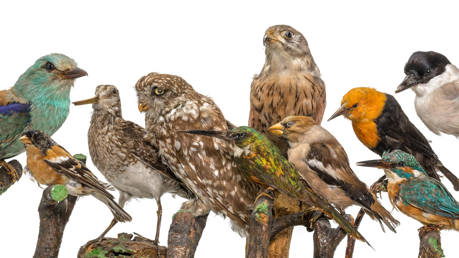 Viele ausgestopfte Vögel sitzen in einer Reihe auf Holzästen. Viele ausgestopfte Vögel sitzen in einer Reihe auf Holzästen.