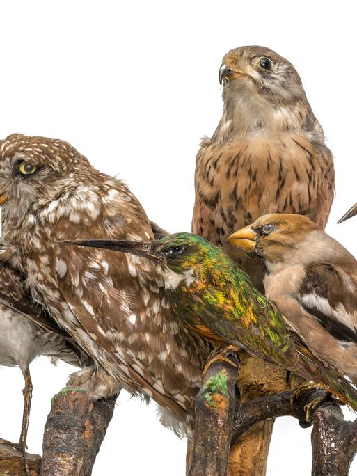 Viele ausgestopfte Vögel sitzen in einer Reihe auf Holzästen.