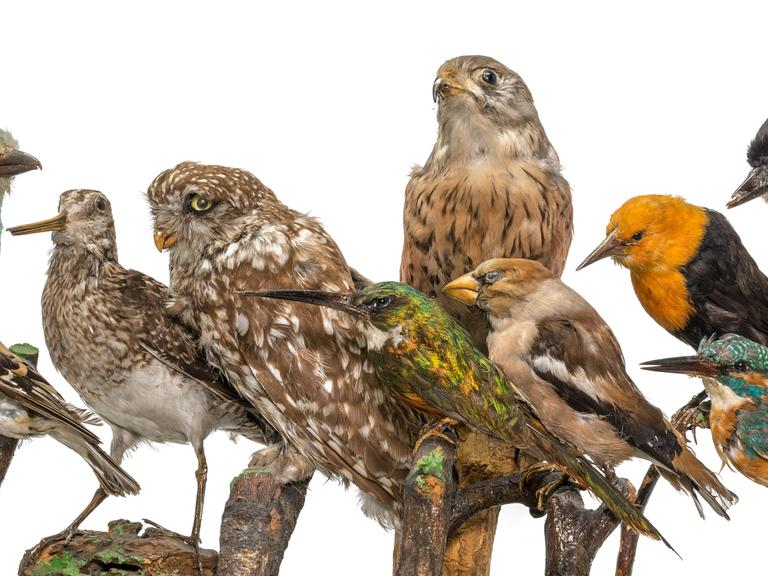 Viele ausgestopfte Vögel sitzen in einer Reihe auf Holzästen.
