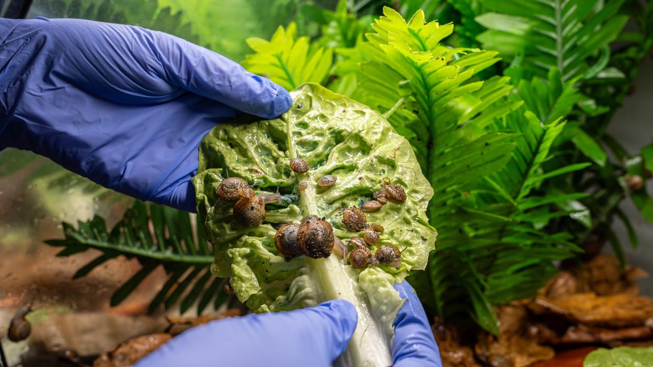 Zu sehen sind zwei blaue Handschuhe, die ein Gemüseblatt halten. Darauf sitzen mehrere kleine Schnecken.