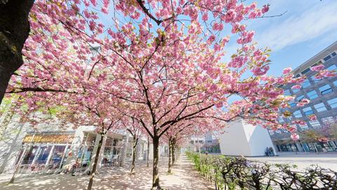 Leuchtend rosa Kirschblüten auf dem Josef-Haubrich-Hof in Köln mit Blick auf die Stadtbibliothek und die Volkshochschule (VHS)