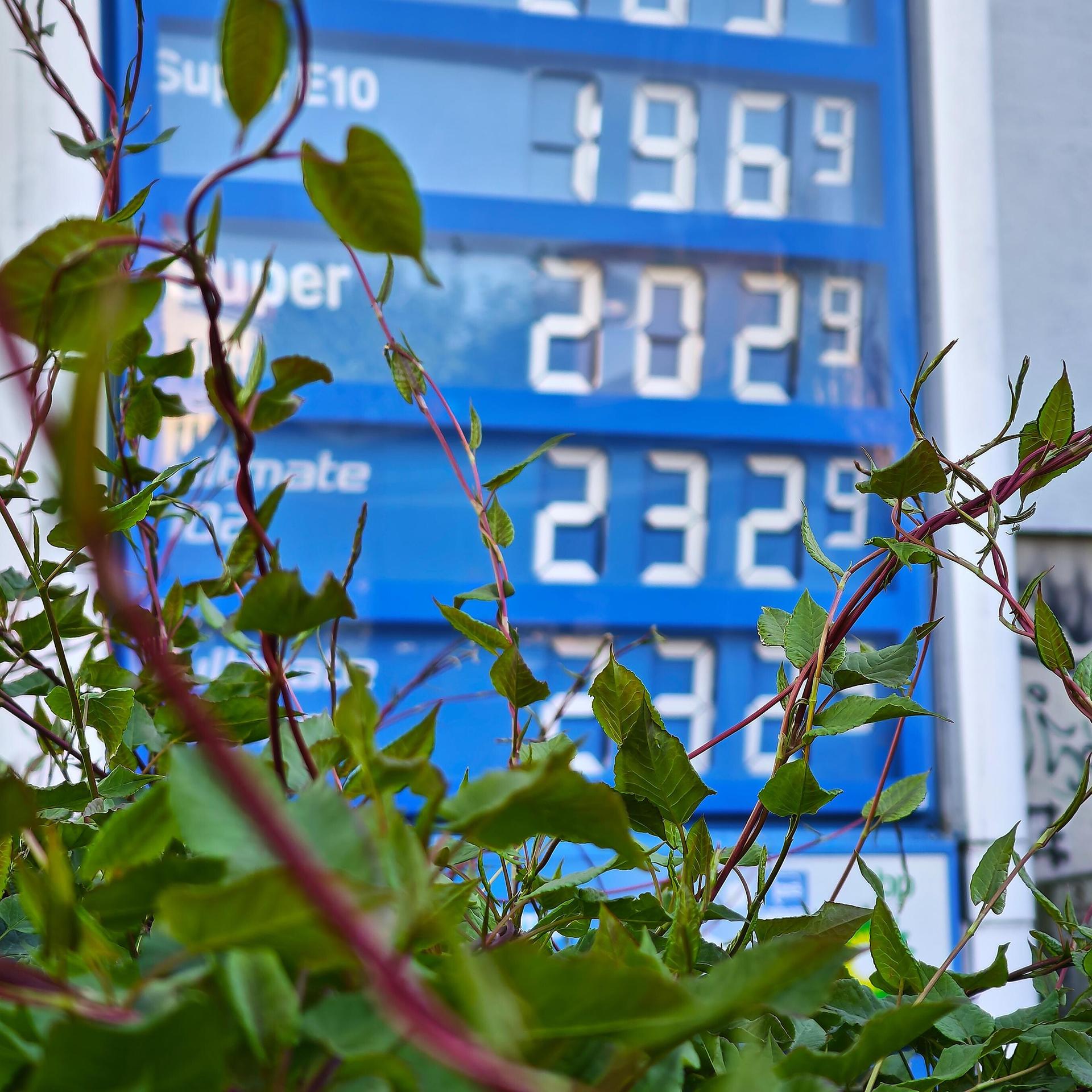 Senkung der Energiesteuer - Kartellamtspräsident Mundt: Können noch nicht sagen, ob Tankrabatt vollständig weitergegeben wird