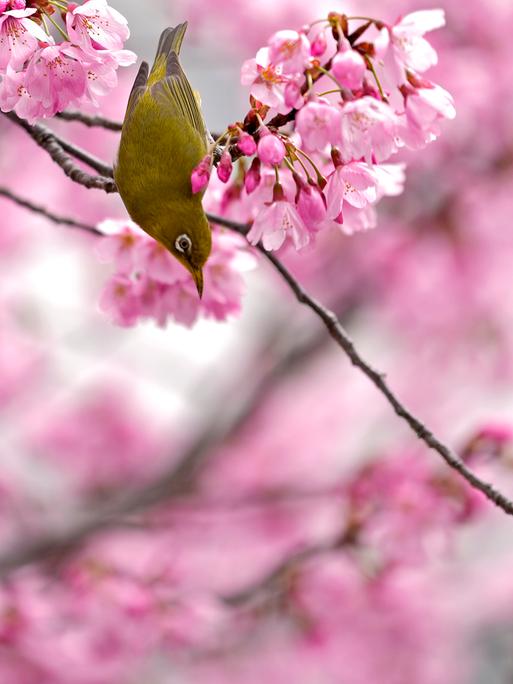 Ein Japanbrillenvogel trinkt den Nektar einer Kirschblüte in Tokio, Japan.