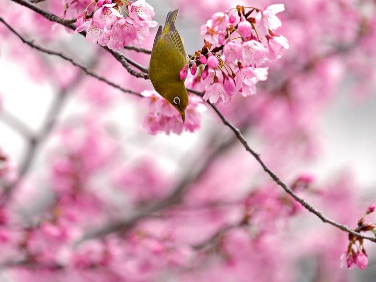 Ein Japanbrillenvogel trinkt den Nektar einer Kirschblüte in Tokio, Japan.