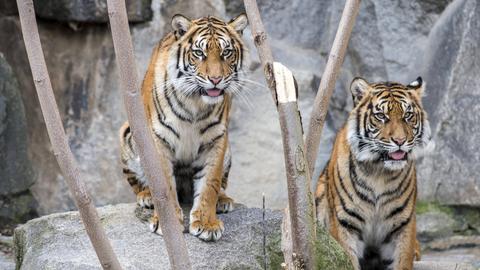 Die Sumatra Tiger Kiara und Oskar im Tierpark Friedrichsfelde Berlin im Juli 2022.