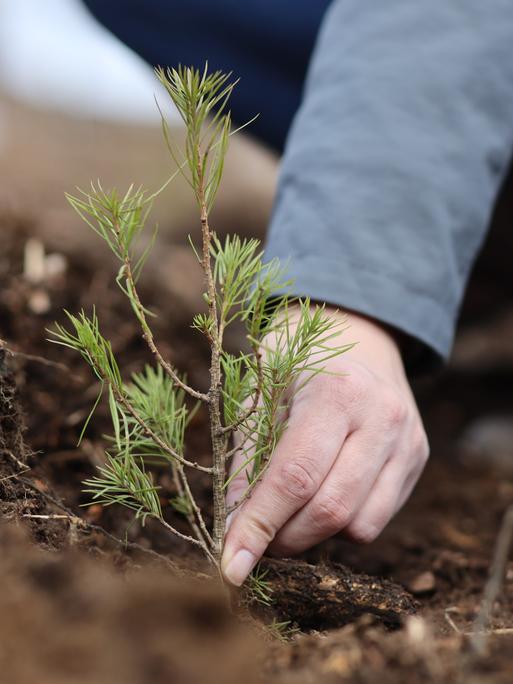 Eine Person pflanzt eine junge Lärche im Waldboden ein