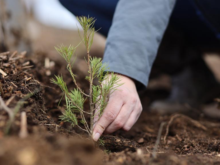 Eine Person pflanzt eine junge Lärche im Waldboden ein