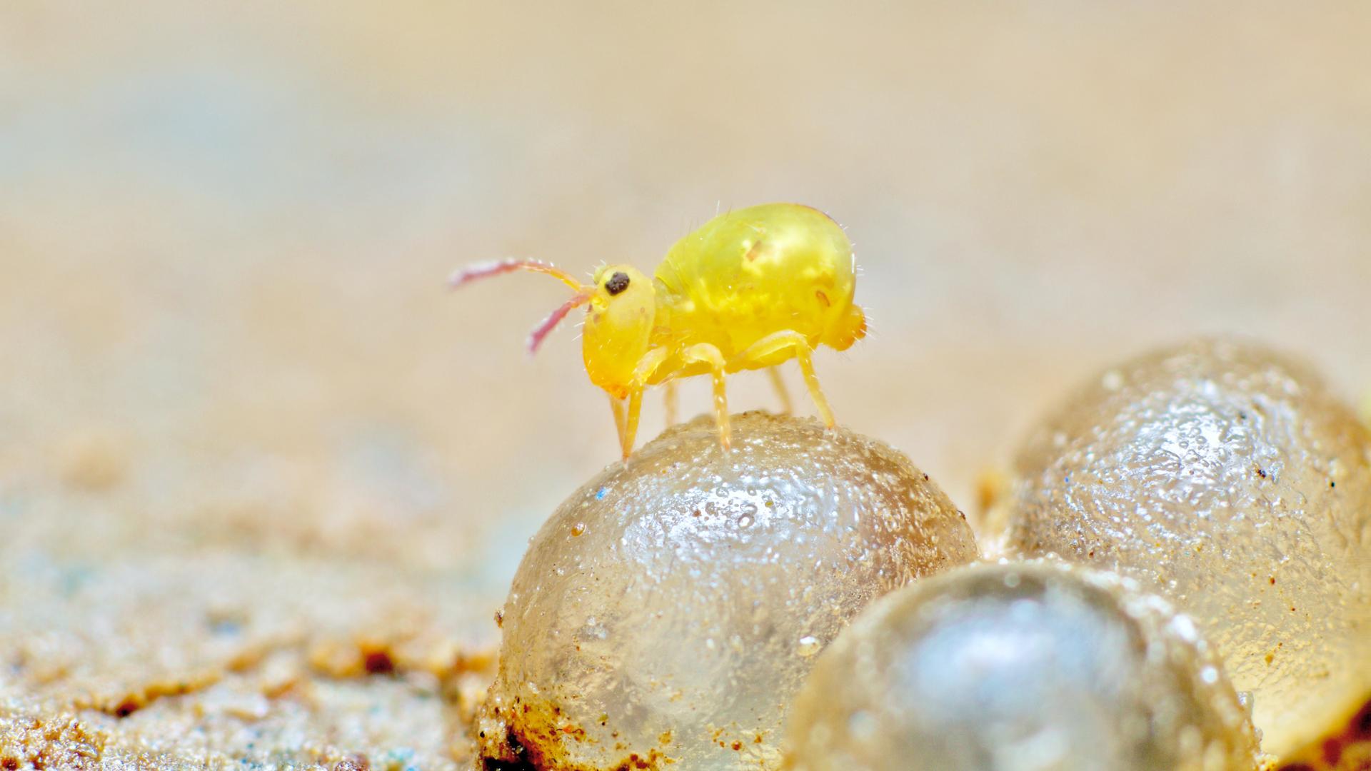 Dicyrtomina minuta - eine Springschwanzart - auf Schneckeneiern. Die kleinen kugeligen Tiere mit langen Fühlern sind nur ein, zwei Millimeter lang und haben eine blassgoldene Farbe. Dicyrtomina minuta - eine Springschwanzart - auf Schneckeneiern. Die kleinen kugeligen Tiere mit langen Fühlern sind nur ein, zwei Millimeter lang und haben eine blassgoldene Farbe.
