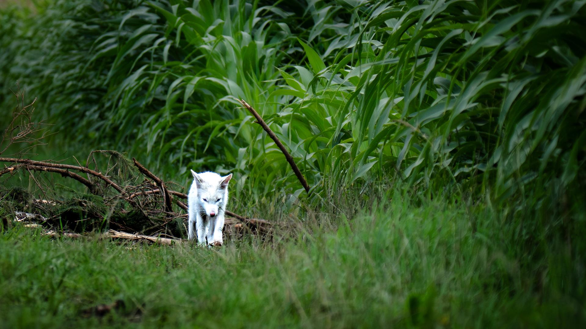 Ein weißer Fuchs läuft im Landkreis München an einem Feld entlang. Ein weißer Fuchs läuft im Landkreis München an einem Feld entlang.
