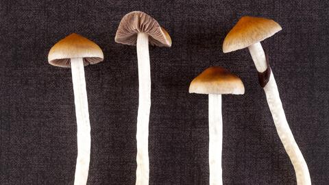 Vier Psilocybin Pilze liegen auf einem neutralen Hintergrund.