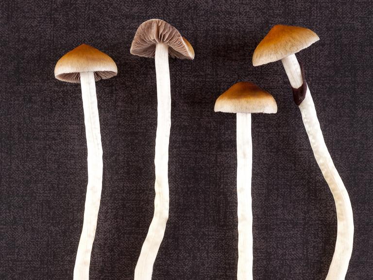 Vier Psilocybin Pilze liegen auf einem neutralen Hintergrund.