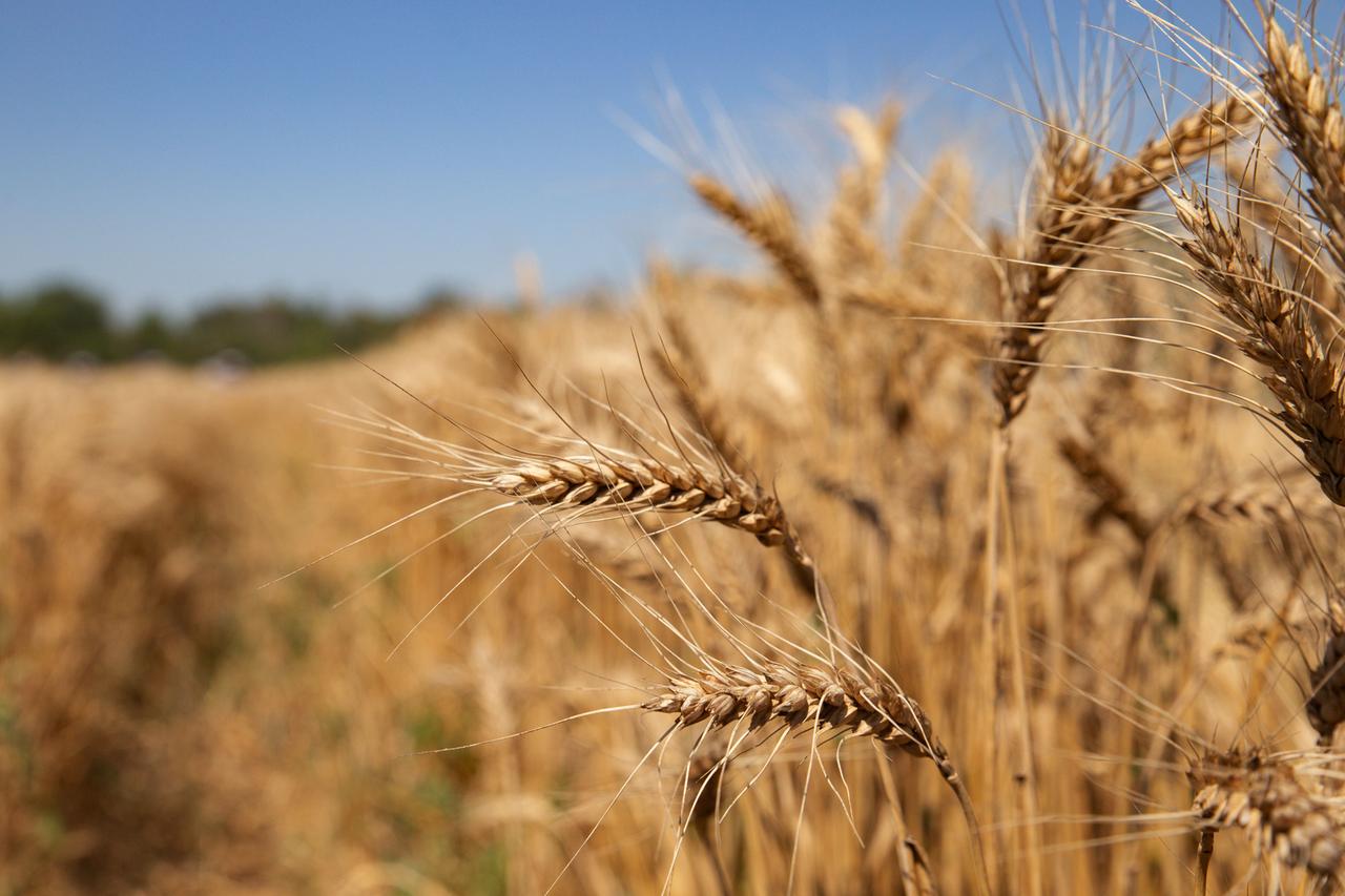 Ein Weizenfeld in der Nähe von Luhansk