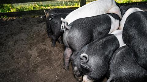 Schweine mit Ferkeln in einem Outdoor-Auslaufgehege, die Ringelschwänze sind lang.