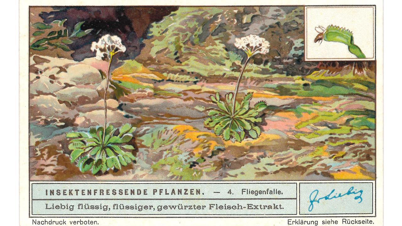 Sammelbild der Firma Liebig - Insektenfressende Pflanzen: 4. Fliegenfalle, 1932