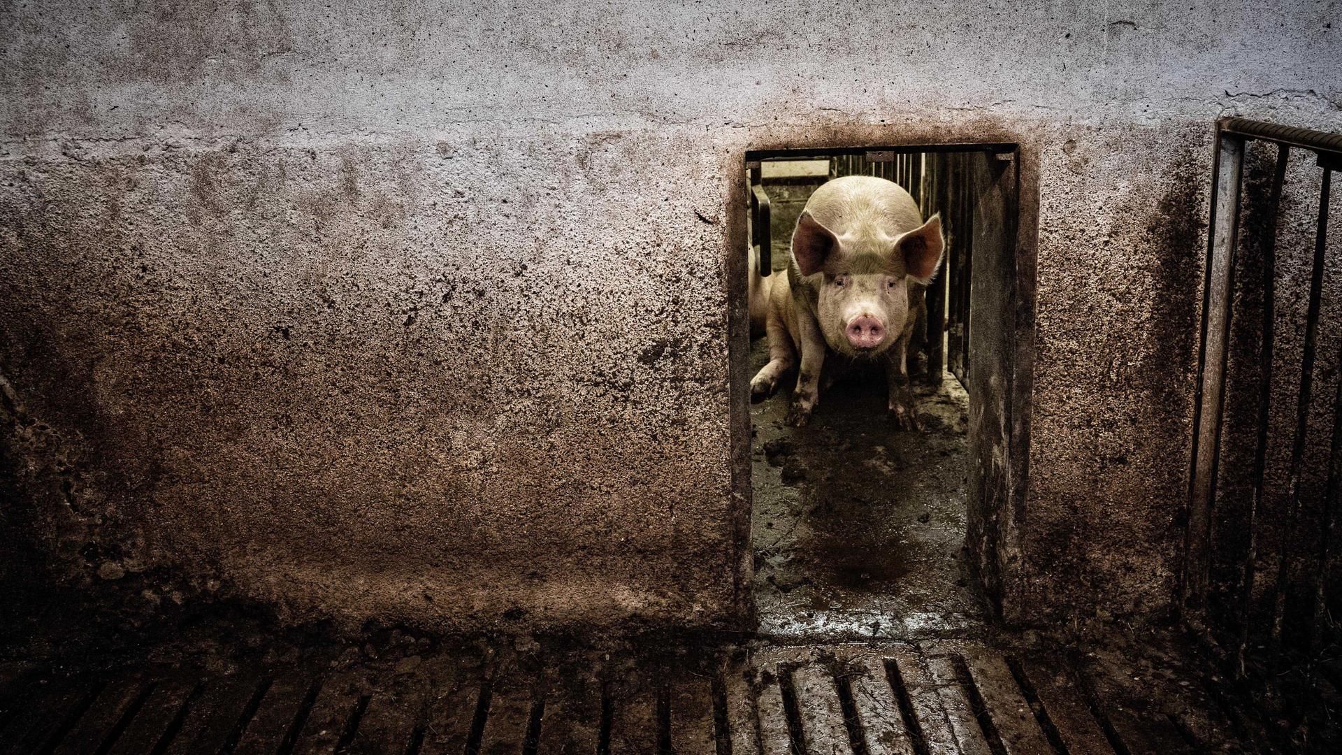Das Foto zeigt ein einzelnes Schwein, das hinter einem schmalen Gattereingang auf Betonboden sitzt. 