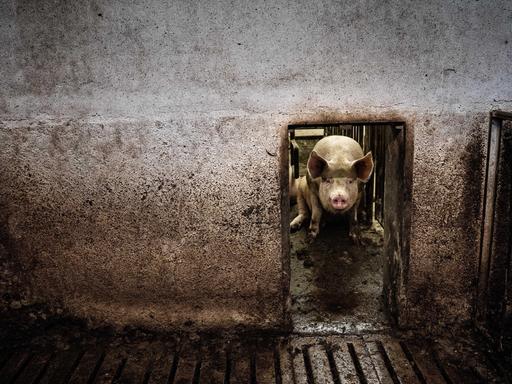 Das Foto zeigt ein einzelnes Schwein, das hinter einem schmalen Gattereingang auf Betonboden sitzt. 