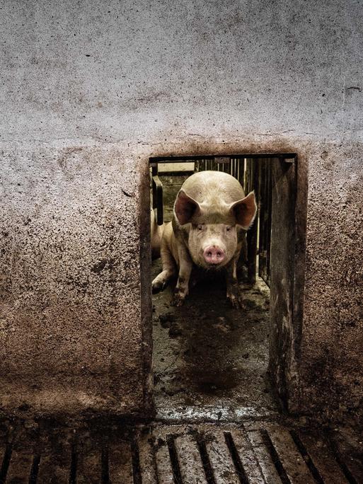 Das Foto zeigt ein einzelnes Schwein, das hinter einem schmalen Gattereingang auf Betonboden sitzt. 