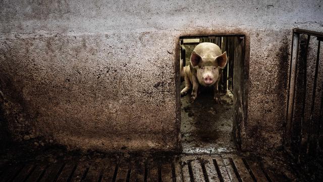 Das Foto zeigt ein einzelnes Schwein, das hinter einem schmalen Gattereingang auf Betonboden sitzt. 