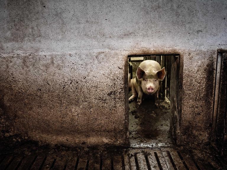 Das Foto zeigt ein einzelnes Schwein, das hinter einem schmalen Gattereingang auf Betonboden sitzt. 