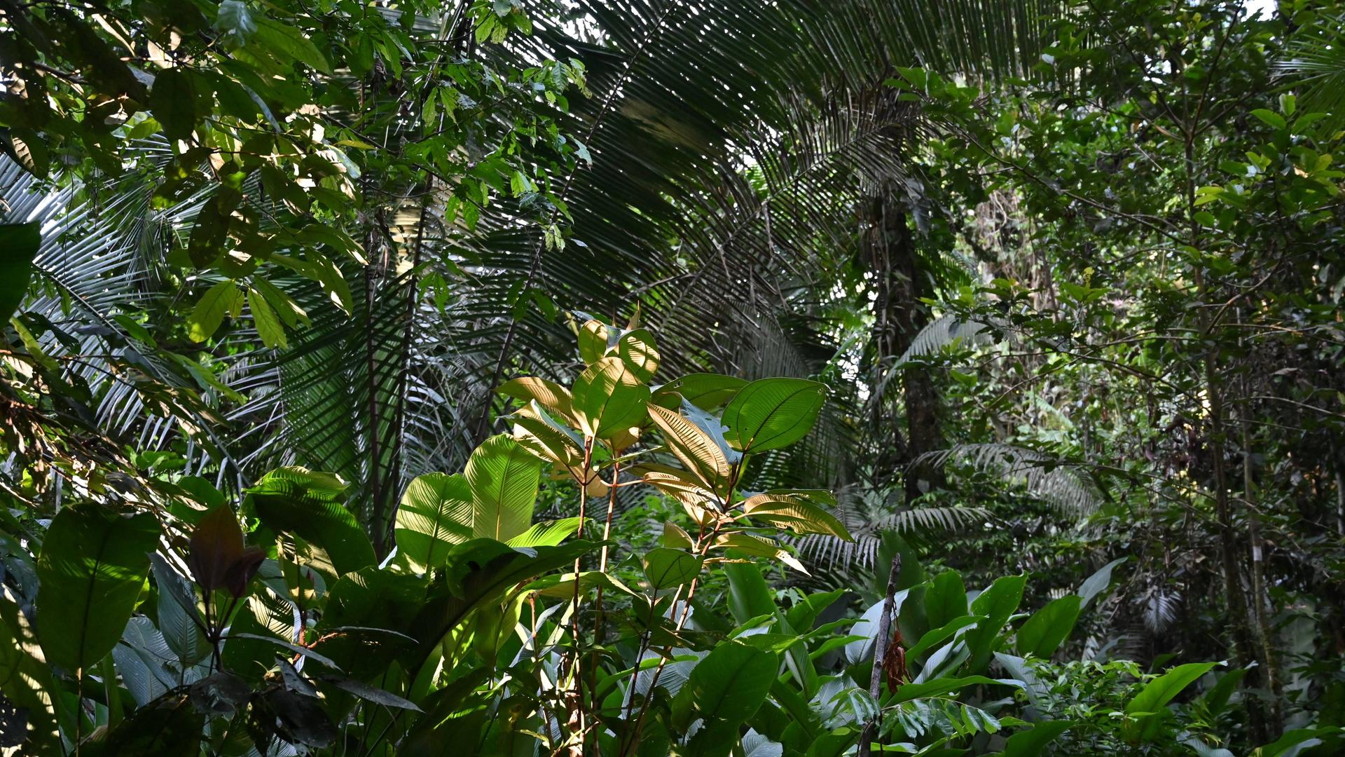 Amazon Rainforest - Ecuador Ecuador, Amazon Rainforest, Rio Napo, Near Coca in the Yasuni National Park, on November, 14 2022. Yasuni National Park, deep in Ecuador s Amazon rainforest jungle, one of the most biodiverse destinations on the planet. Photo by Tomas Stevens/ABACAPRESS.COM Ecuador PUBLICATIONxNOTxINxFRAxESPxUKxUSAxBELxPOL Copyright: xStevensxTomas/ABACAx 831667_010 StevensxTomas/ABACAx 831667_010