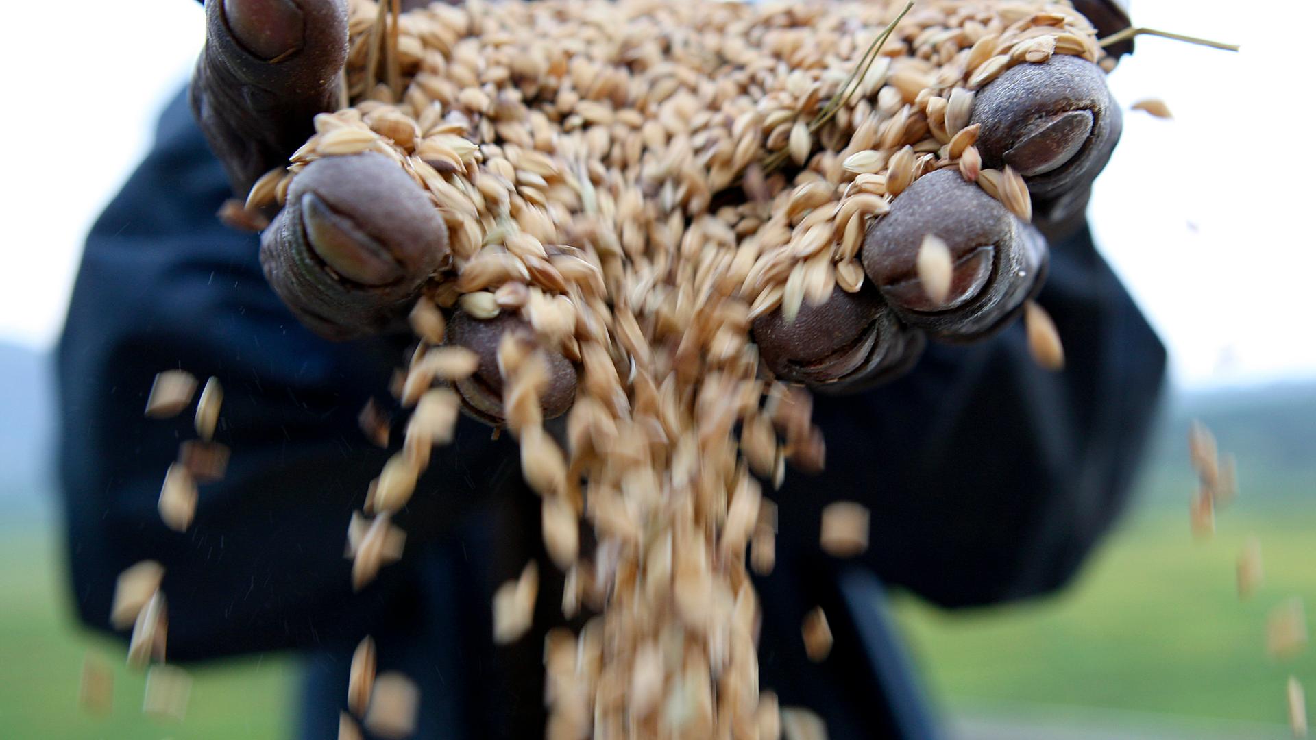 Reis fliesst durch die Hand eines Reisbauern im Kongo