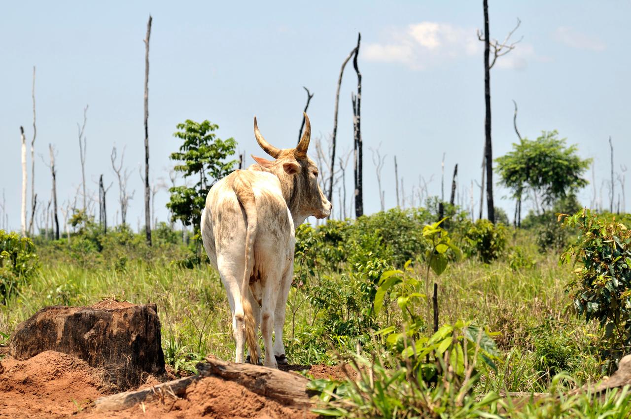 Abholzung, Zerstörung des Amazonas-Regenwaldes zur Gewinnung von Weideland, Mato Grosso, Brasilien, Südamerika