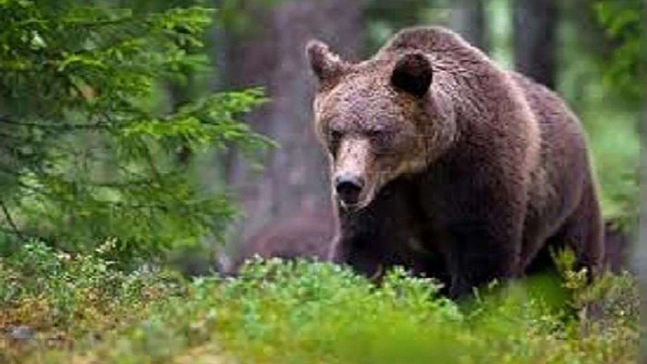 Auf dem etwas unscharfen Bild sieht man die Bärin durch einen Wald über einen grünen Hügel laufen. Auf dem etwas unscharfen Bild sieht man die Bärin durch einen Wald über einen grünen Hügel laufen.